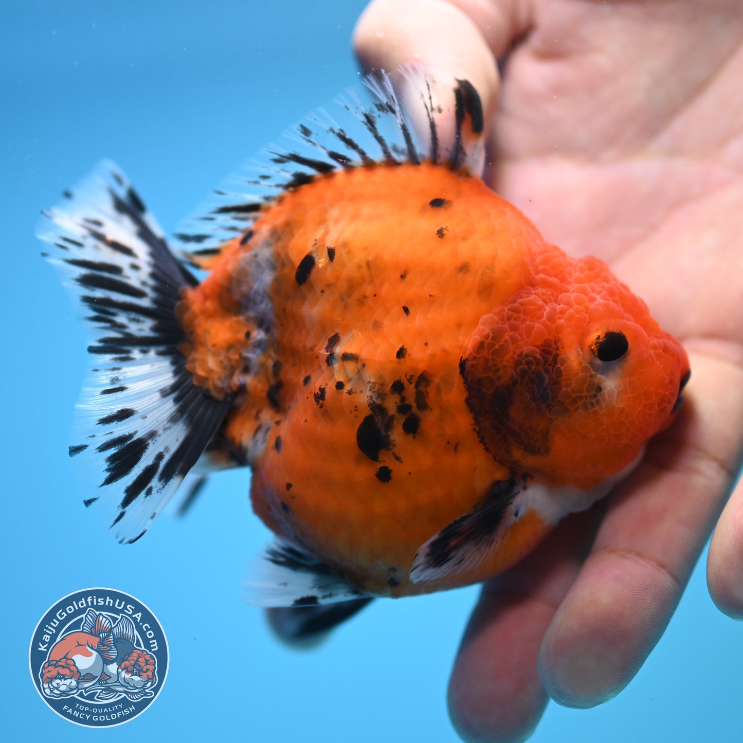 Shogun Calico Oranda 3.5 inch Body (250815_OR02)