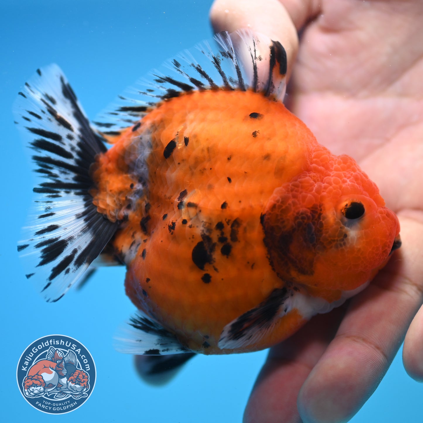 Shogun Calico Oranda 3.5 inch Body (250815_OR02)