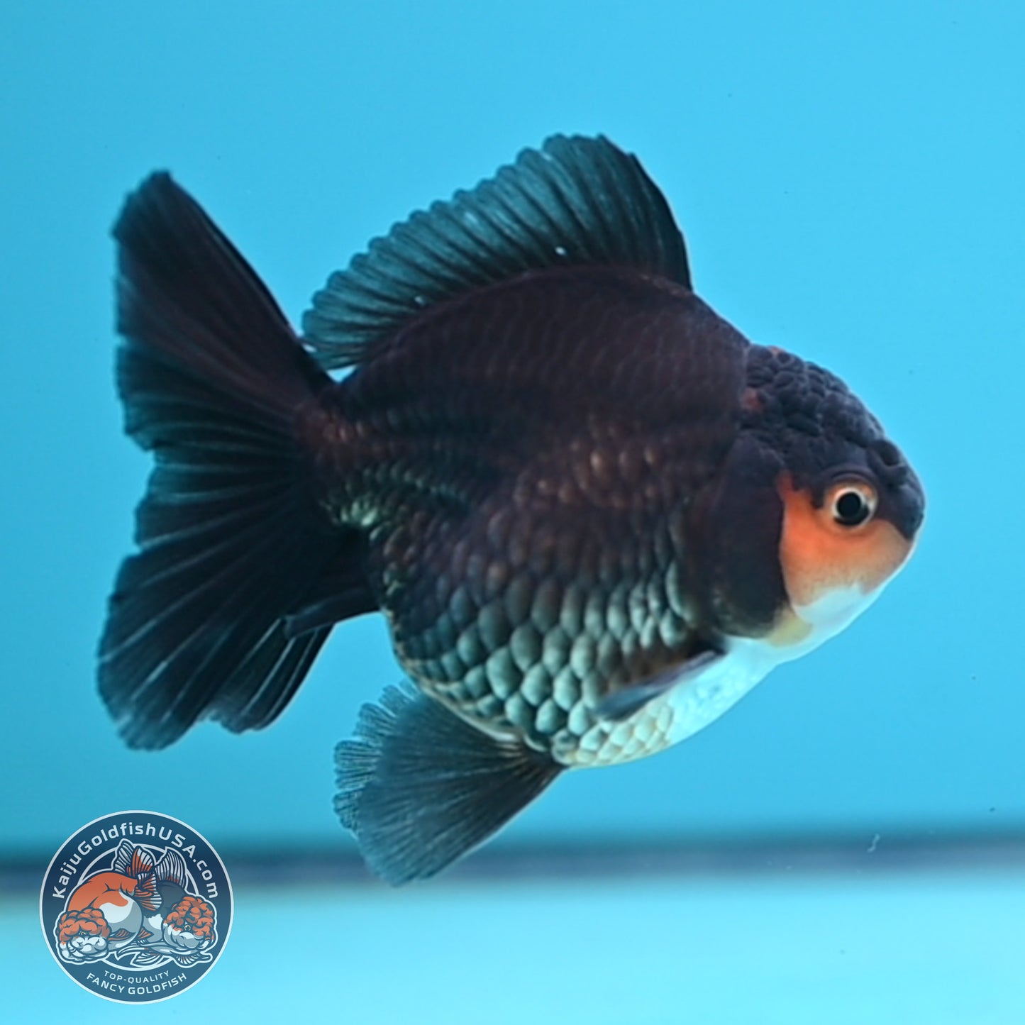Apache Oranda 3 inches Body (250502_OR02)