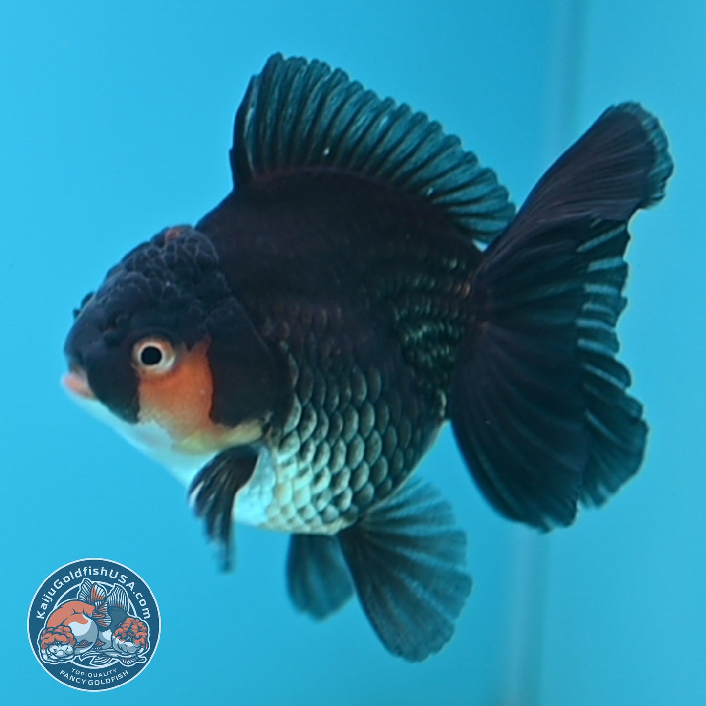Apache Oranda 3 inches Body (250502_OR02)