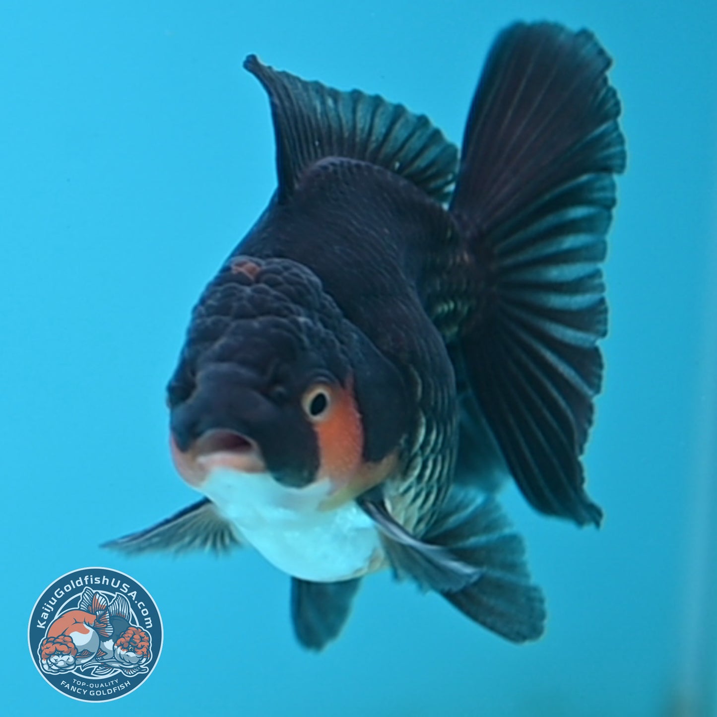 Apache Oranda 3 inches Body (250502_OR02)
