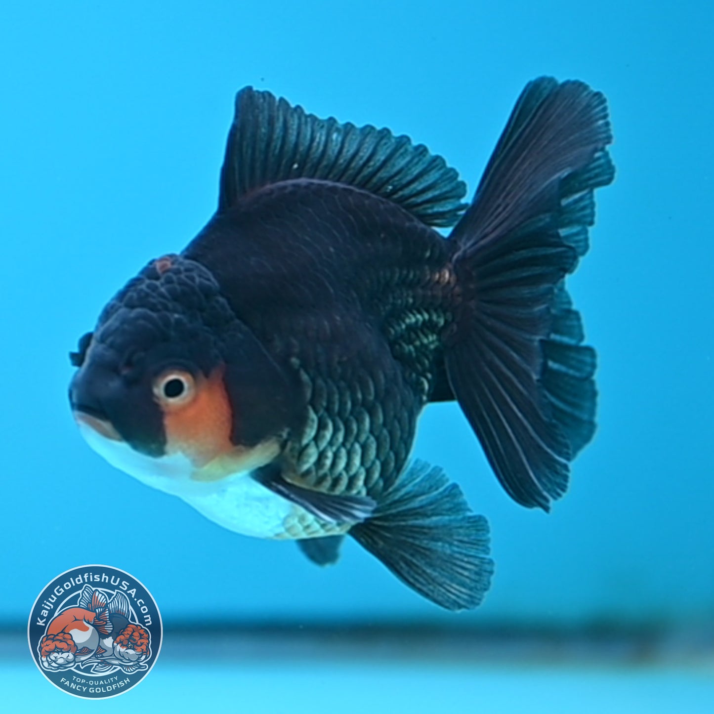 Apache Oranda 3 inches Body (250502_OR02)