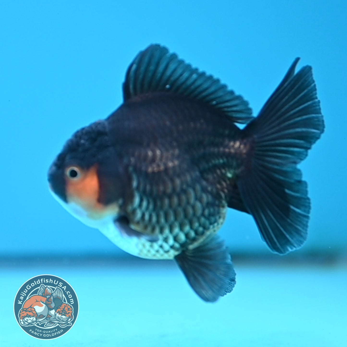 Apache Oranda 3 inches Body (250502_OR02)