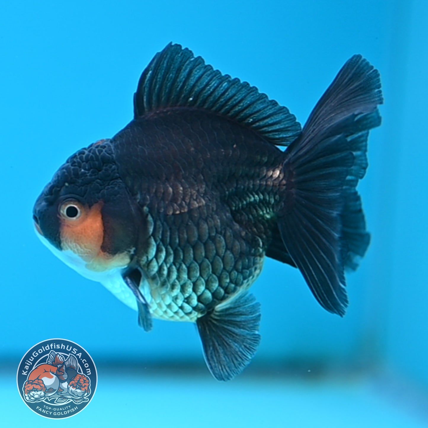 Apache Oranda 3 inches Body (250502_OR02)