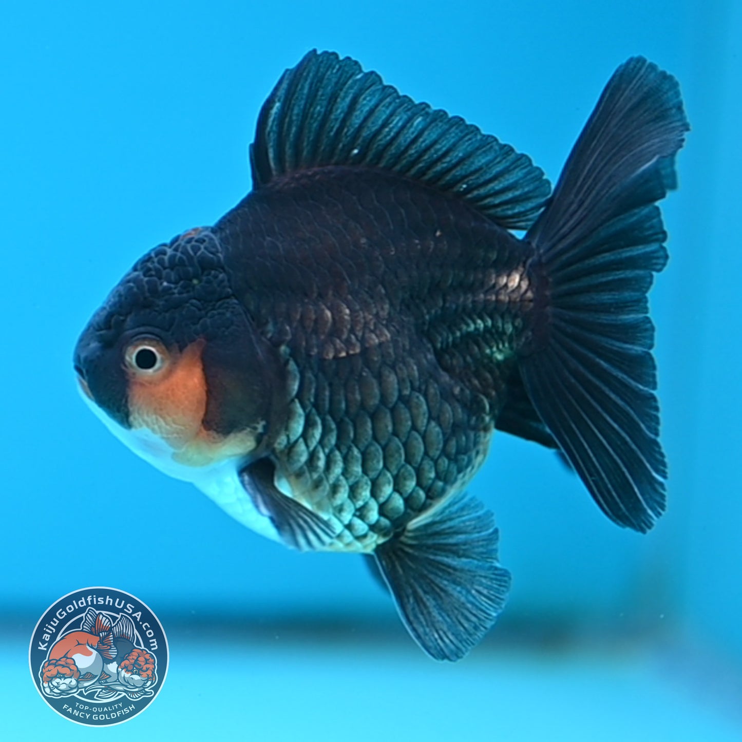 Apache Oranda 3 inches Body (250502_OR02)