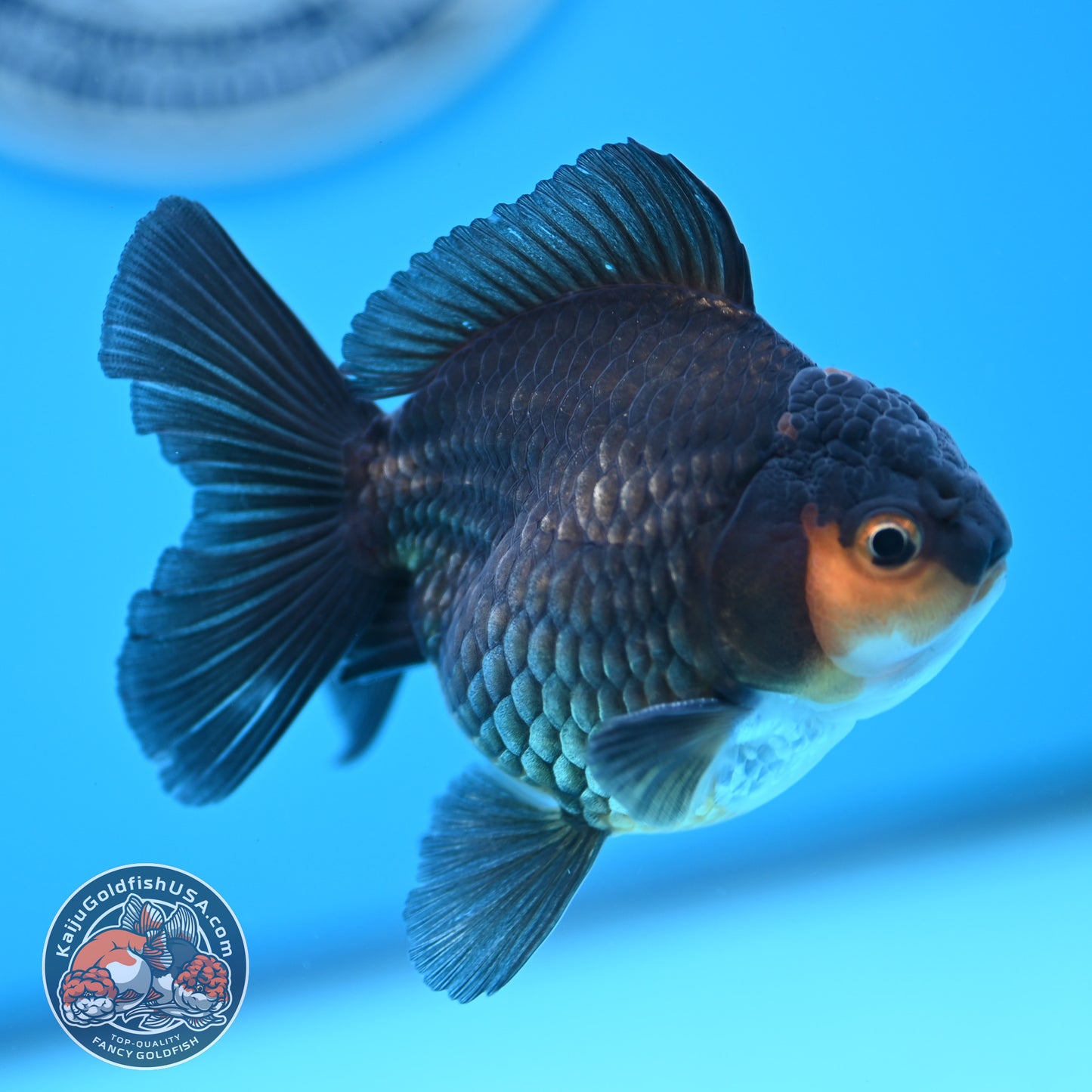 Apache Oranda 3 inches Body (250502_OR02)