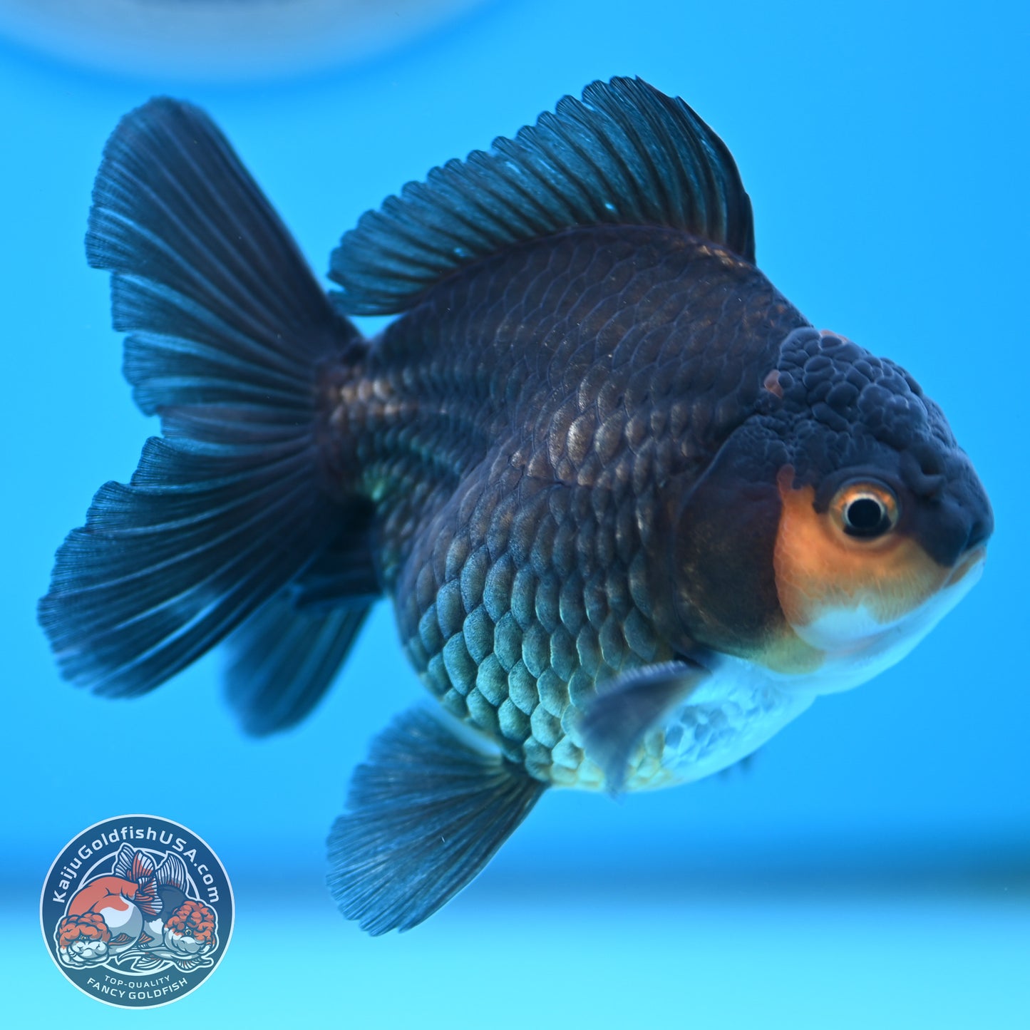 Apache Oranda 3 inches Body (250502_OR02)
