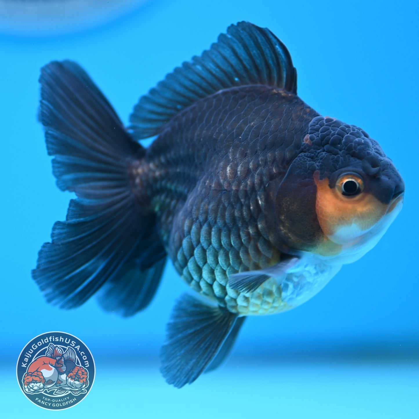 Apache Oranda 3 inches Body (250502_OR02)