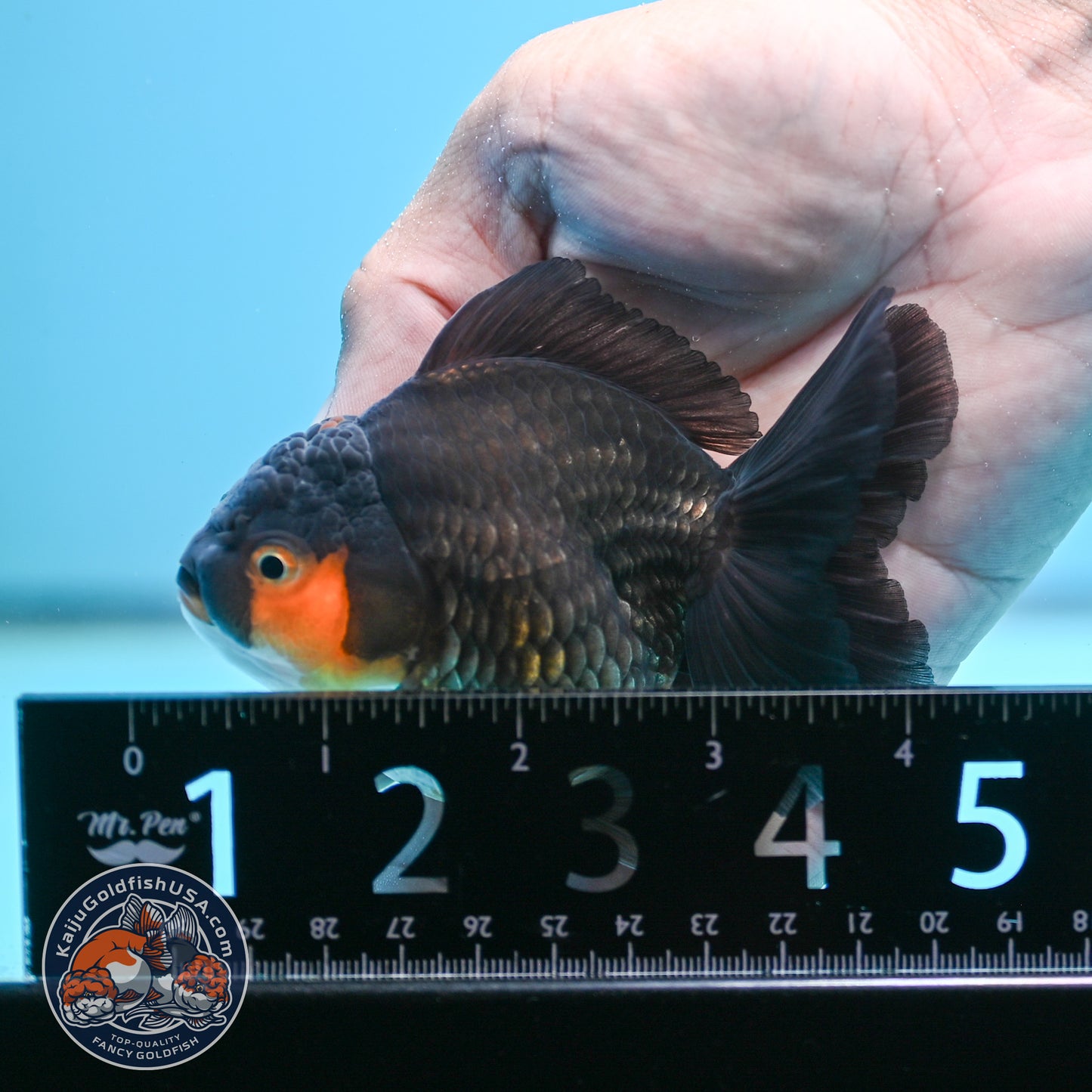 Apache Oranda 3 inches Body (250502_OR02)