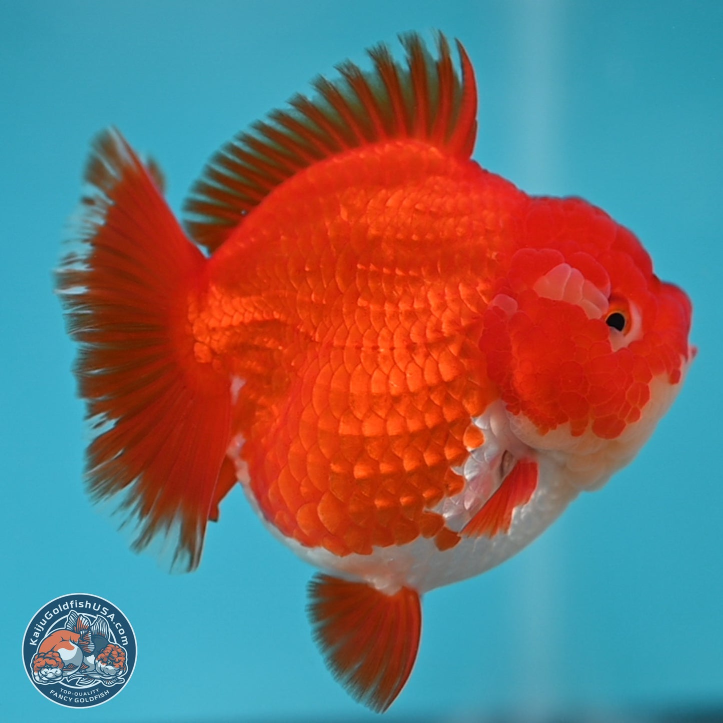 Red White YuanBao Oranda 3.5 inches Body - Female (250131_OR03)