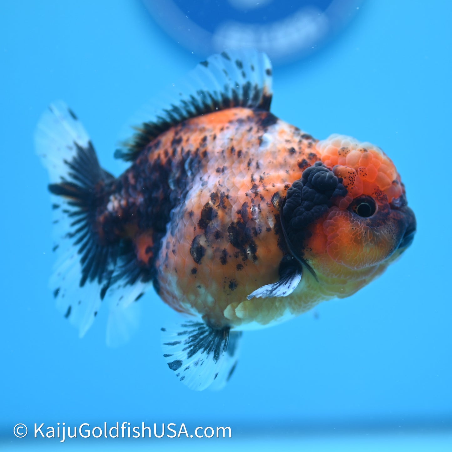 Shogun Godzilla Tiger Oranda 3.75in Body (240614_OR03) - Kaiju Goldfish USA