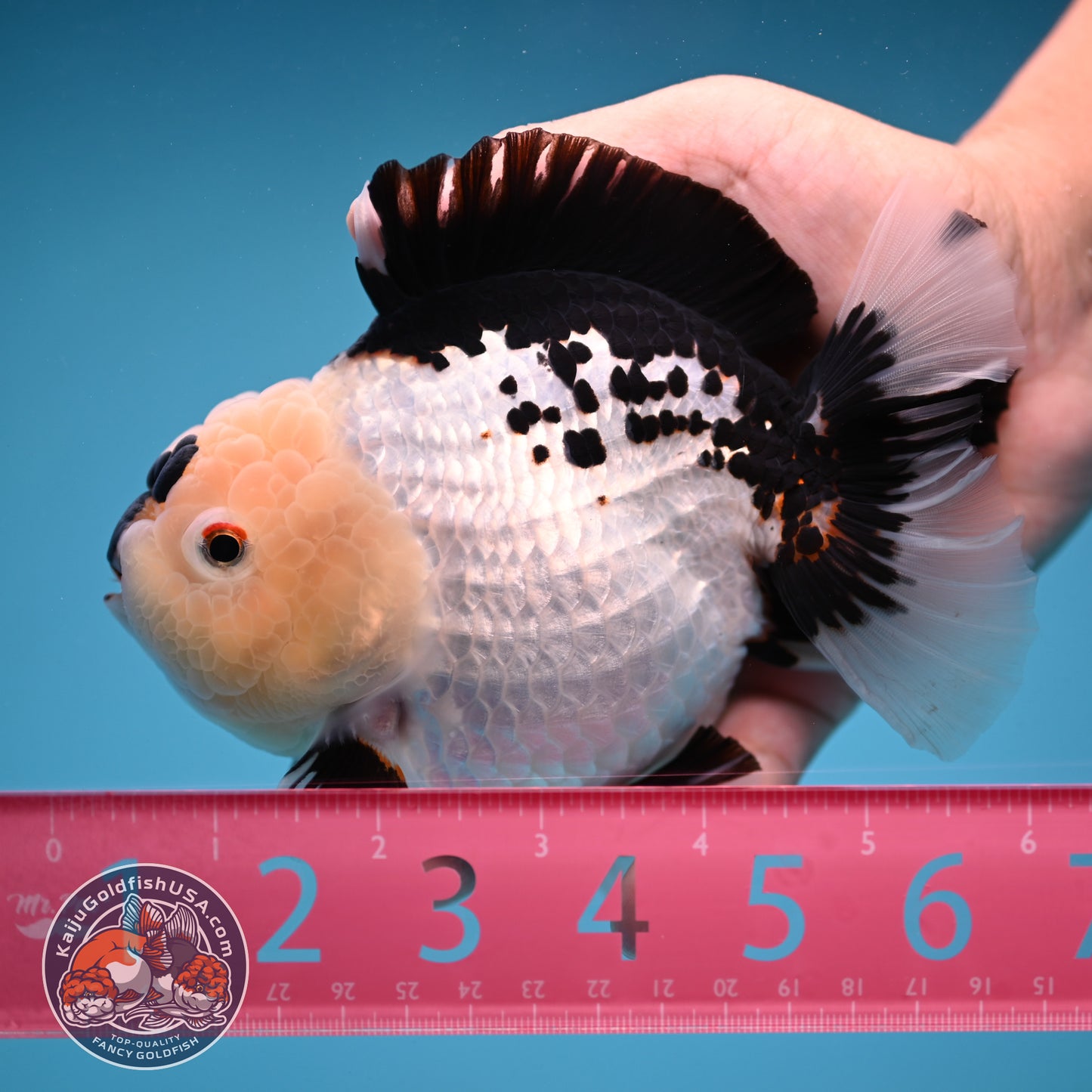 Panda Oranda 4.5 inch Body (250912_OR03)
