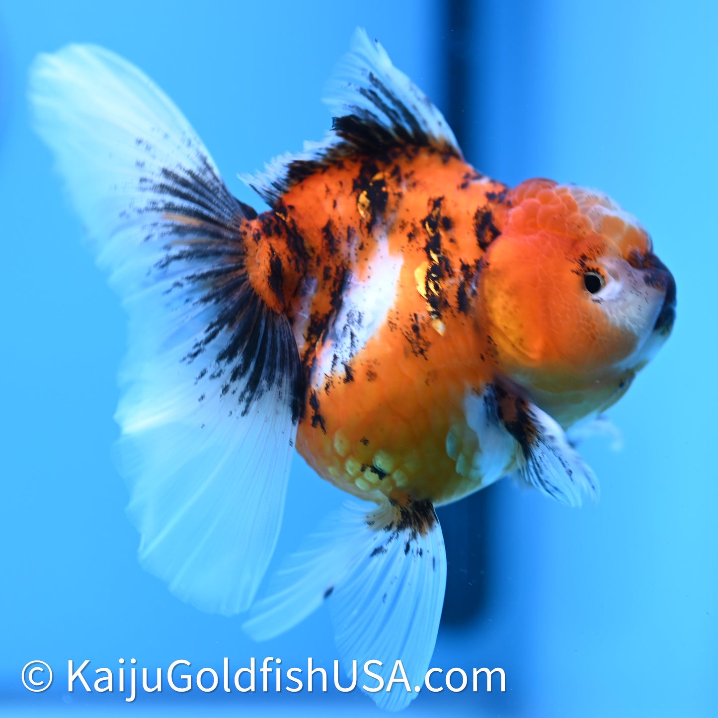 Tricolor Tiger Rose Tail Oranda 3.75in Body (240628_OR03) - Kaiju Goldfish USA