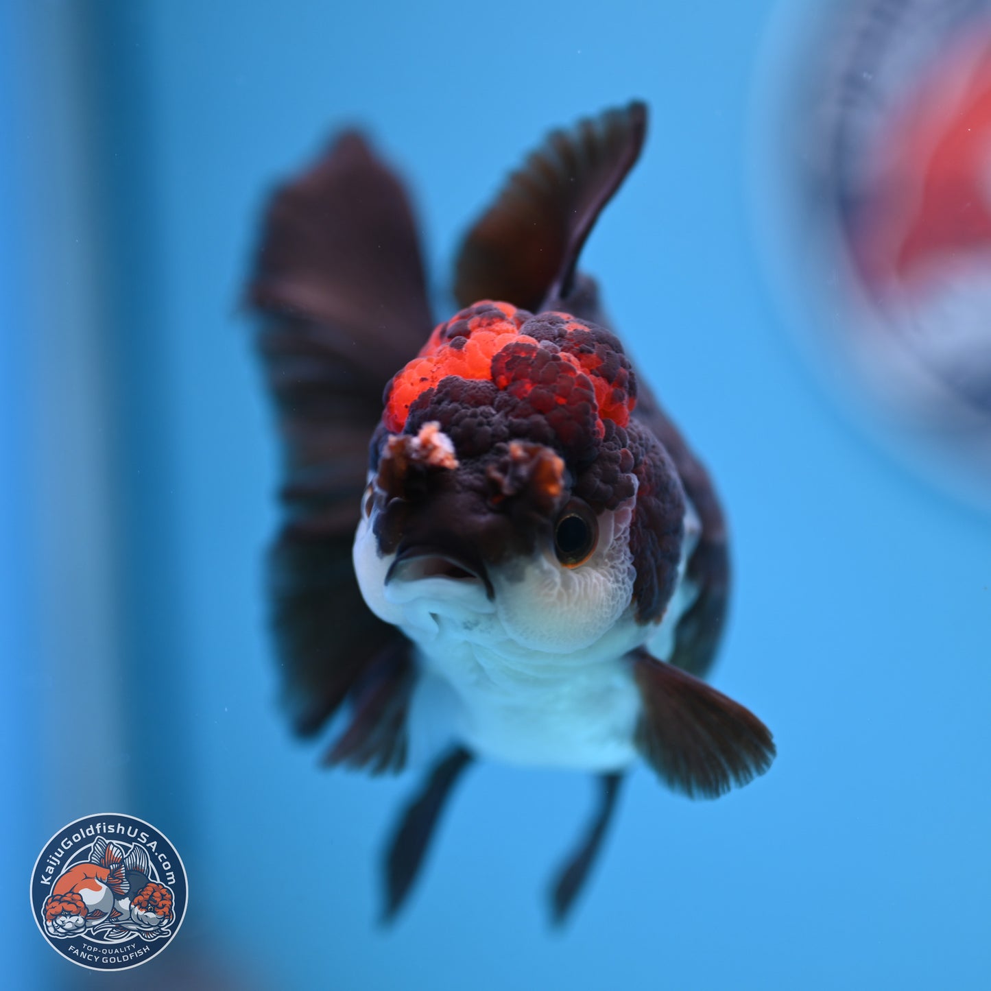 Tricolor Rose Tail Oranda 4.5 inches (241018_OR03) - Kaiju Goldfish USA