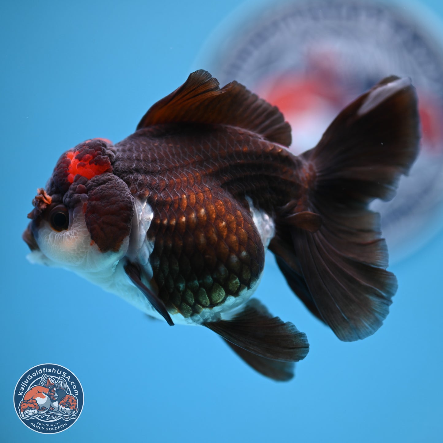Tricolor Rose Tail Oranda 4.5 inches (241018_OR03) - Kaiju Goldfish USA