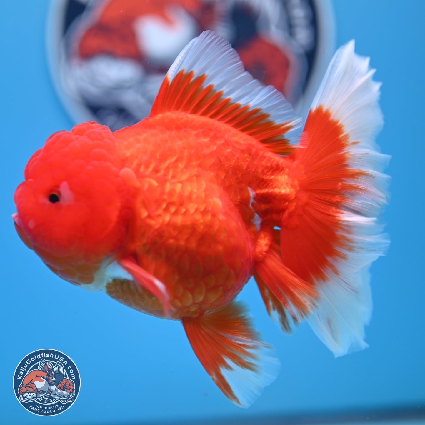 Red White Rose Tail Oranda 4.25 inches Body - Female (250221_OR03)