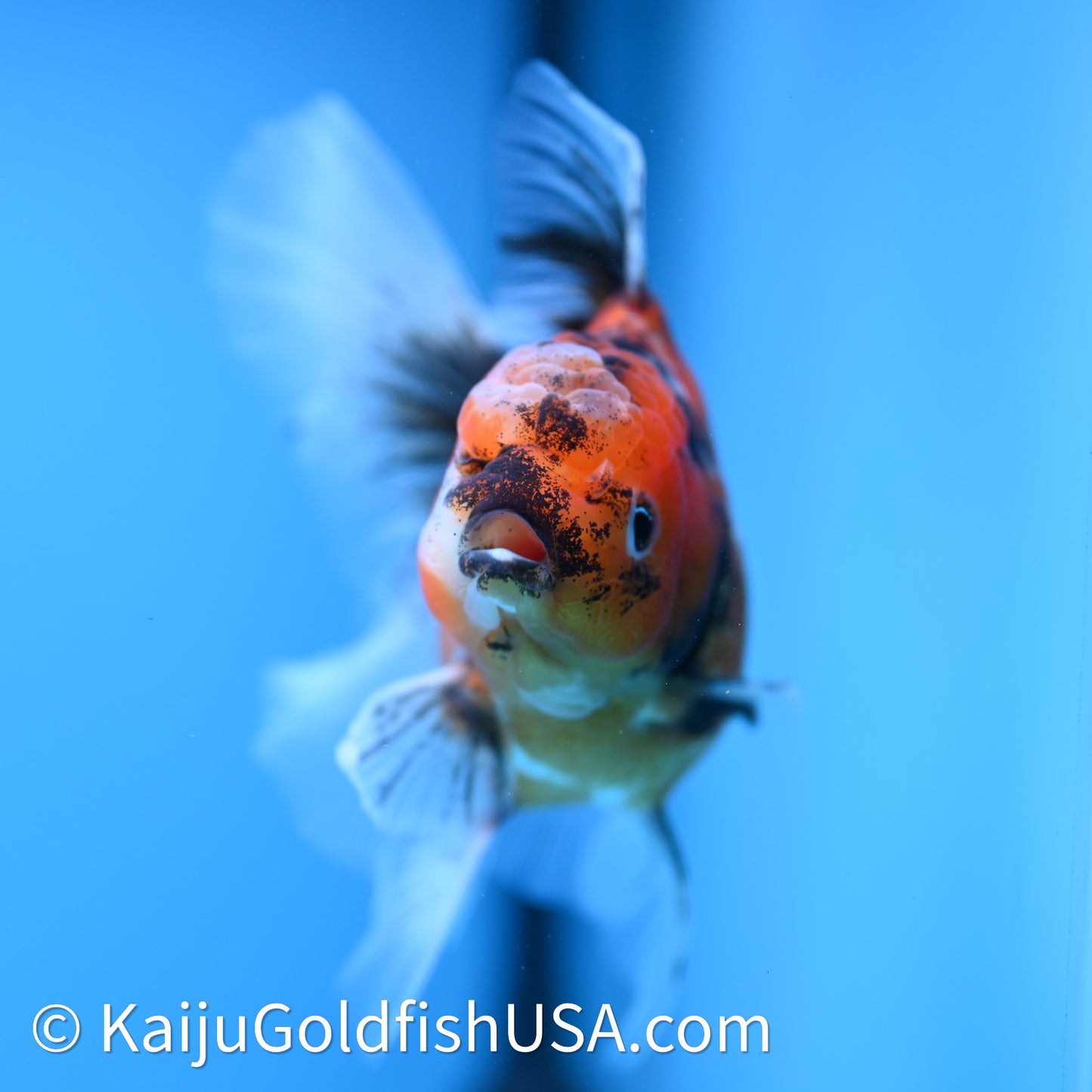 Tricolor Tiger Rose Tail Oranda 3.75in Body (240628_OR03) - Kaiju Goldfish USA