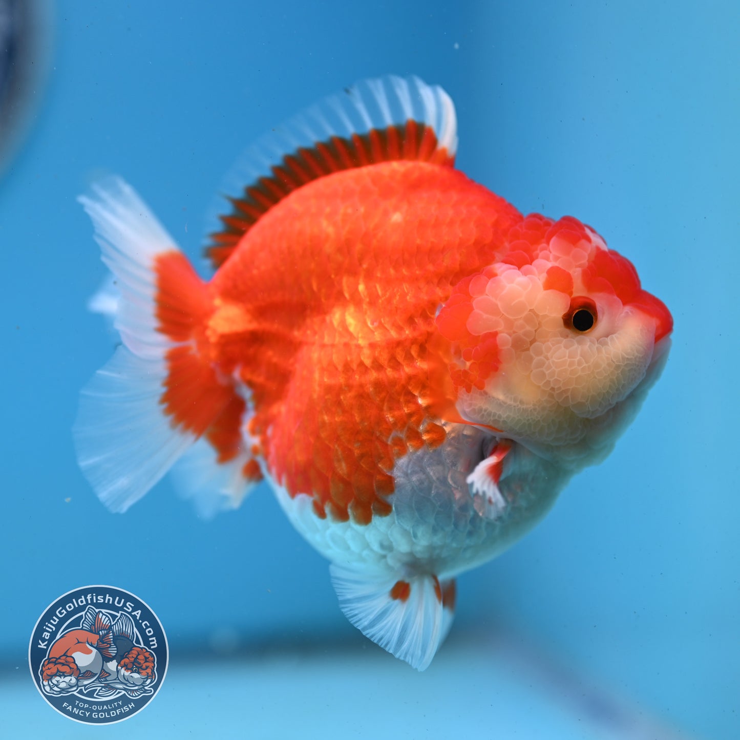 Red White YuanBao Oranda 4 inches Body (250509_OR03)