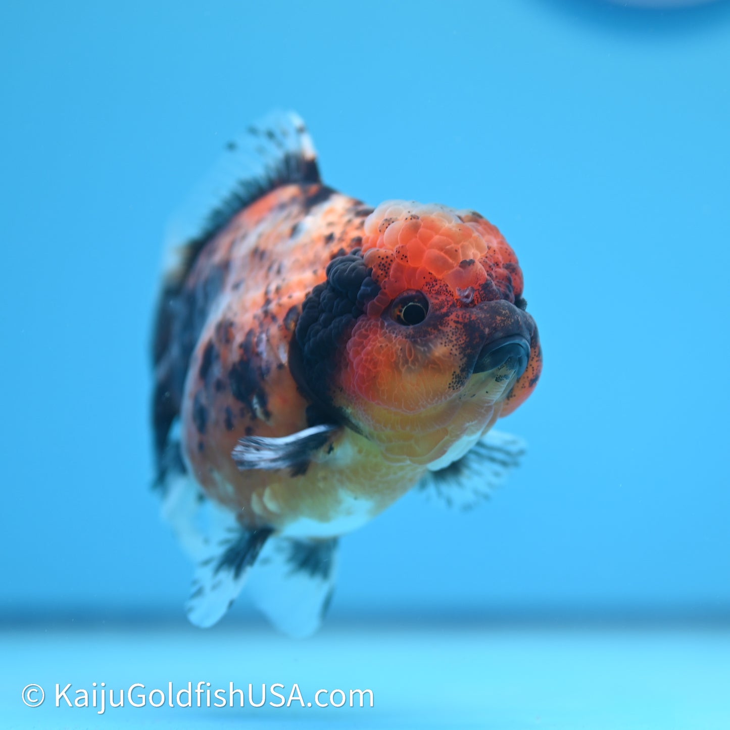 Shogun Godzilla Tiger Oranda 3.75in Body (240614_OR03) - Kaiju Goldfish USA