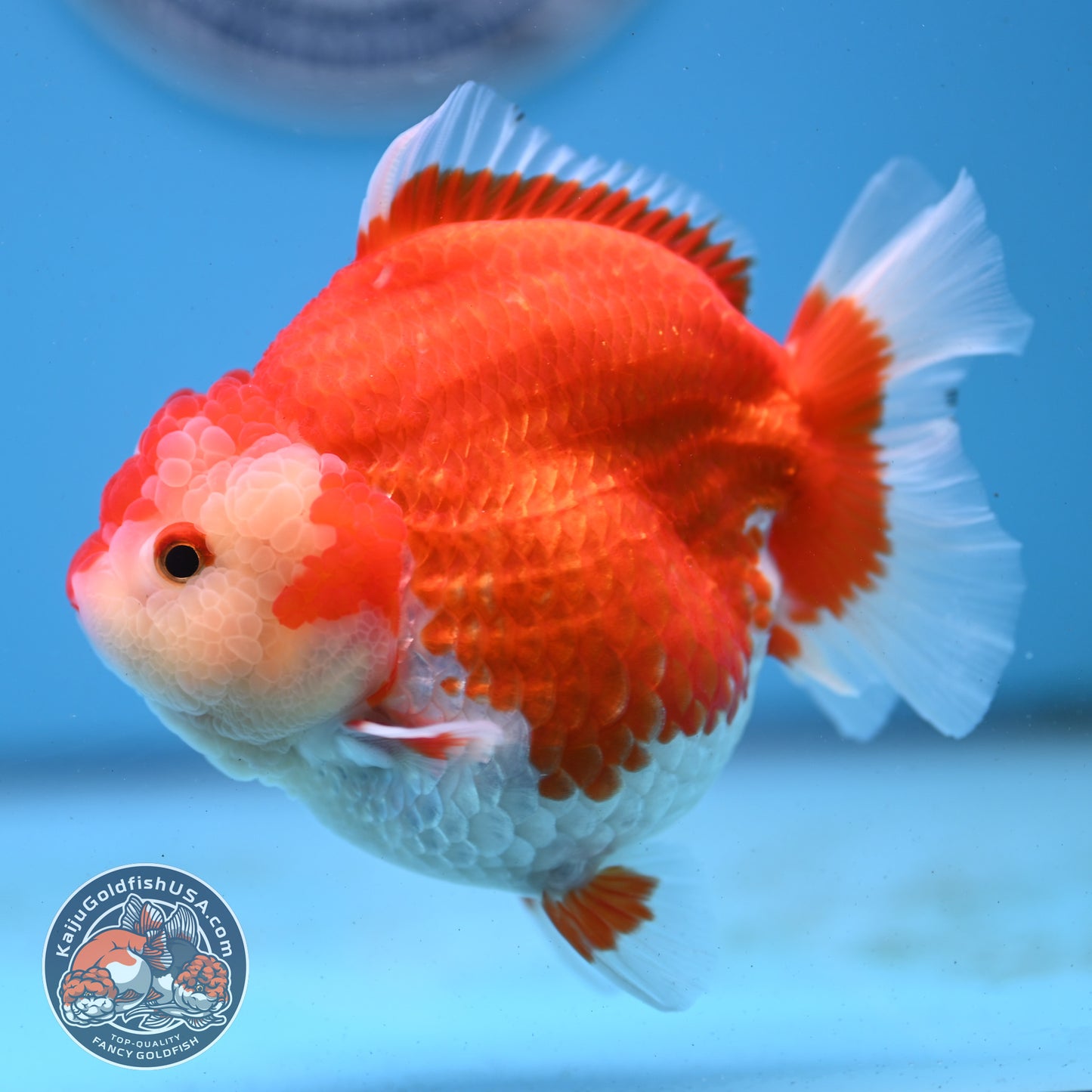 Red White YuanBao Oranda 4 inches Body (250509_OR03)