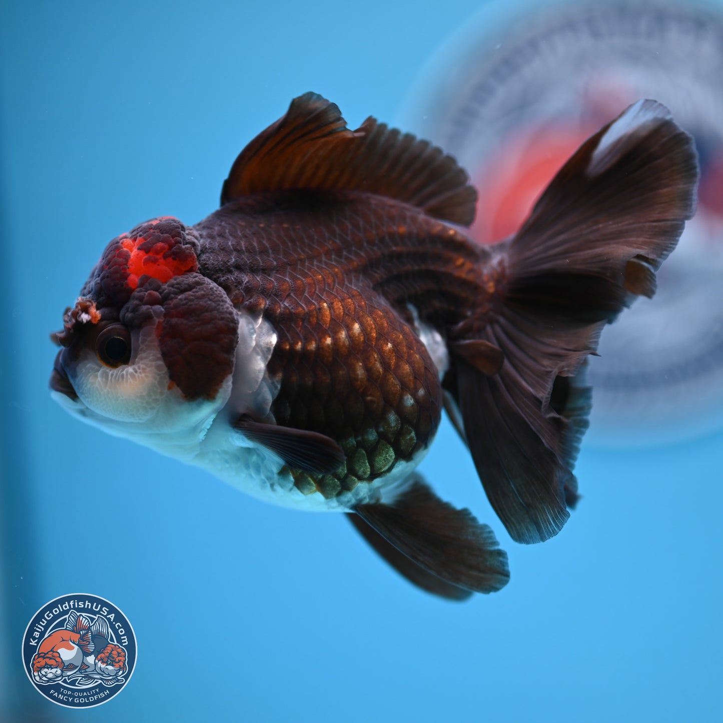 Tricolor Rose Tail Oranda 4.5 inches (241018_OR03) - Kaiju Goldfish USA