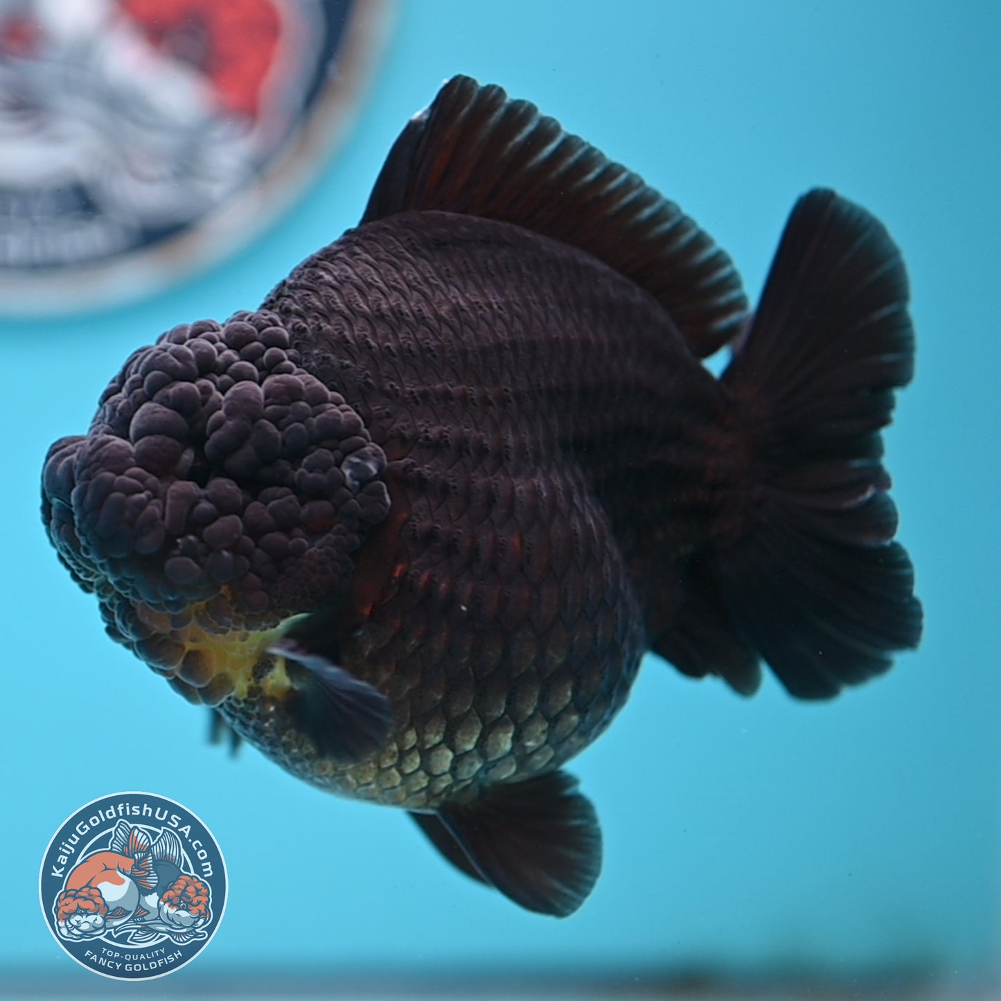 Black YuanBao Oranda 4.5 inches Body (250516_OR03)