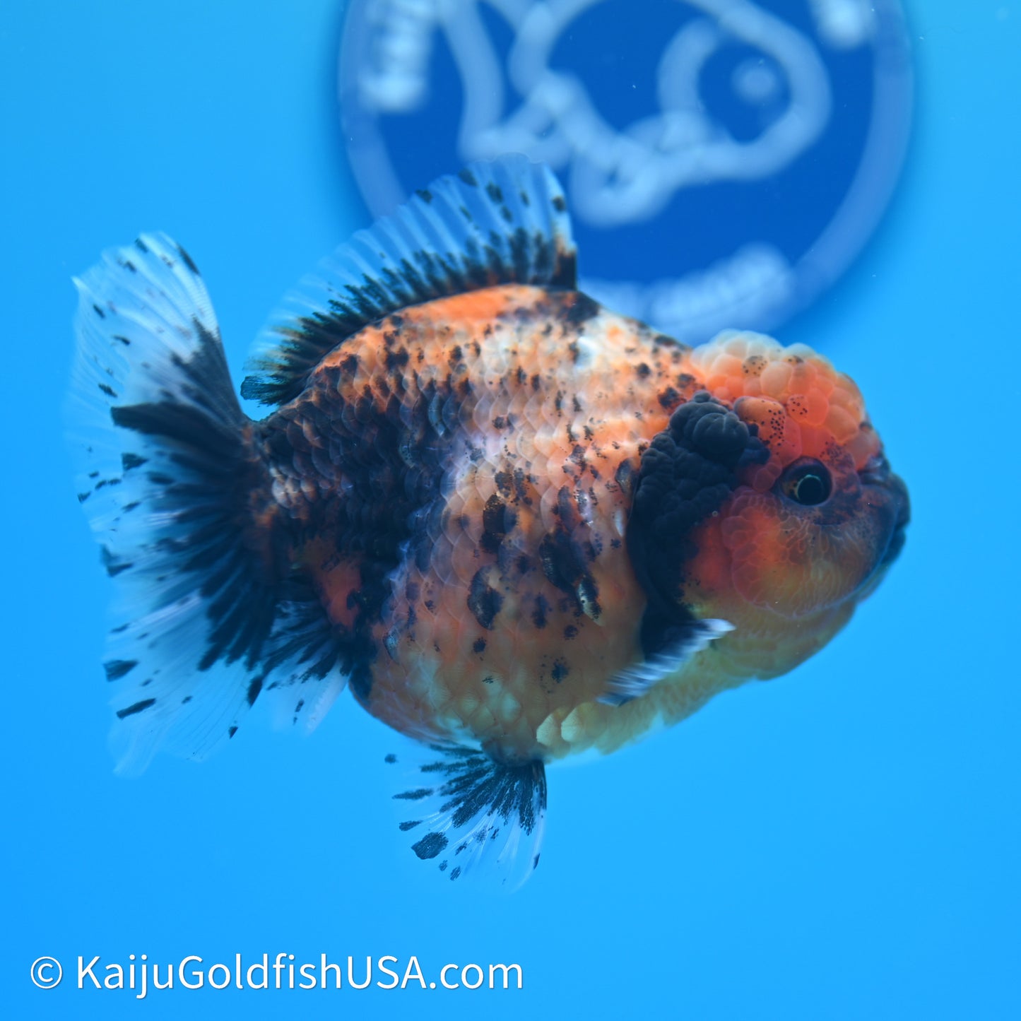 Shogun Godzilla Tiger Oranda 3.75in Body (240614_OR03) - Kaiju Goldfish USA