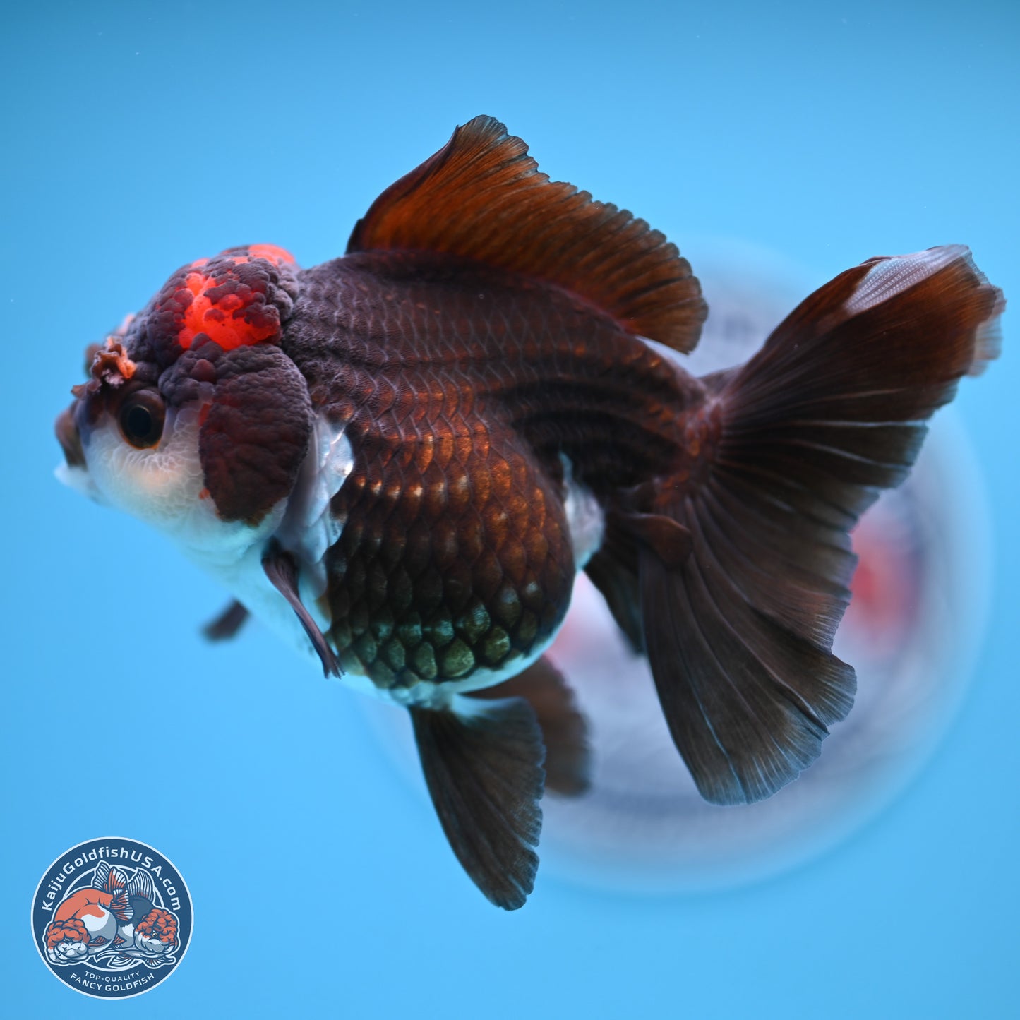 Tricolor Rose Tail Oranda 4.5 inches (241018_OR03) - Kaiju Goldfish USA