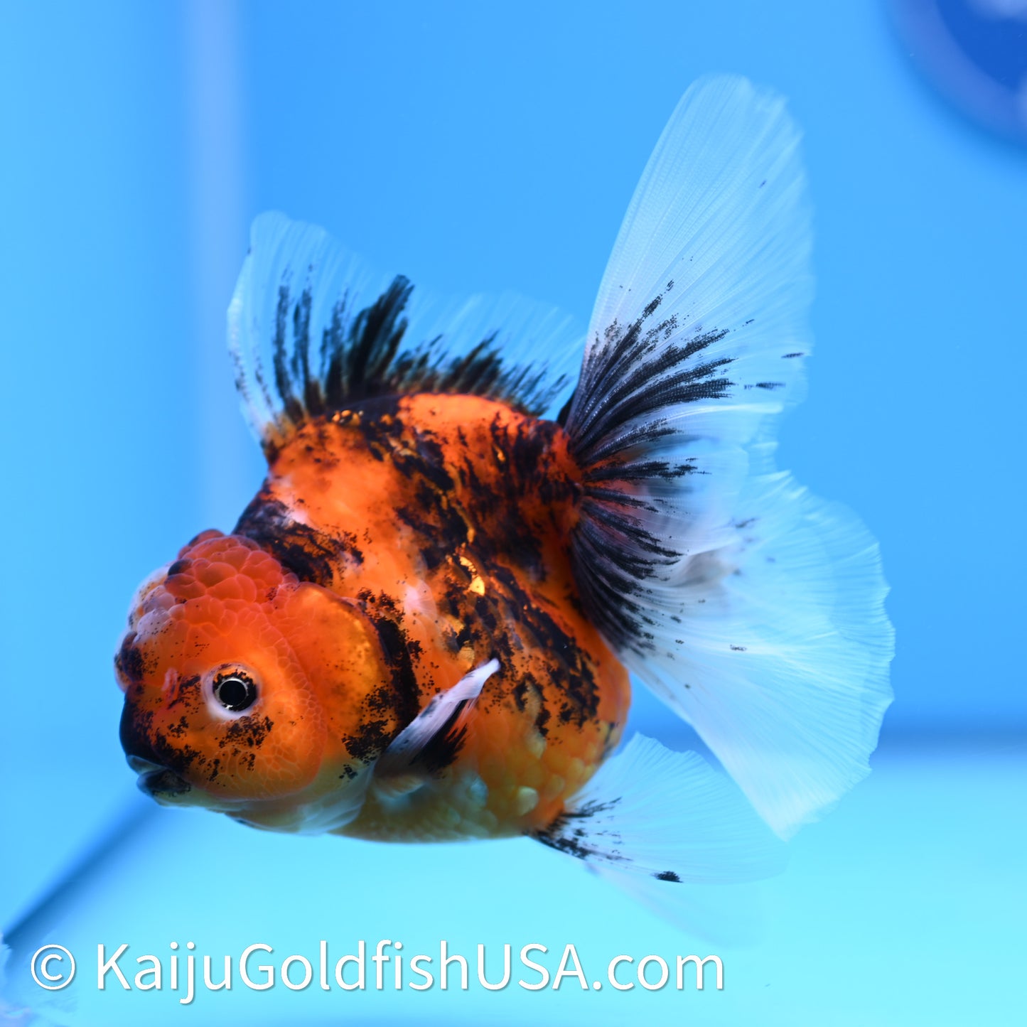 Tricolor Tiger Rose Tail Oranda 3.75in Body (240628_OR03) - Kaiju Goldfish USA