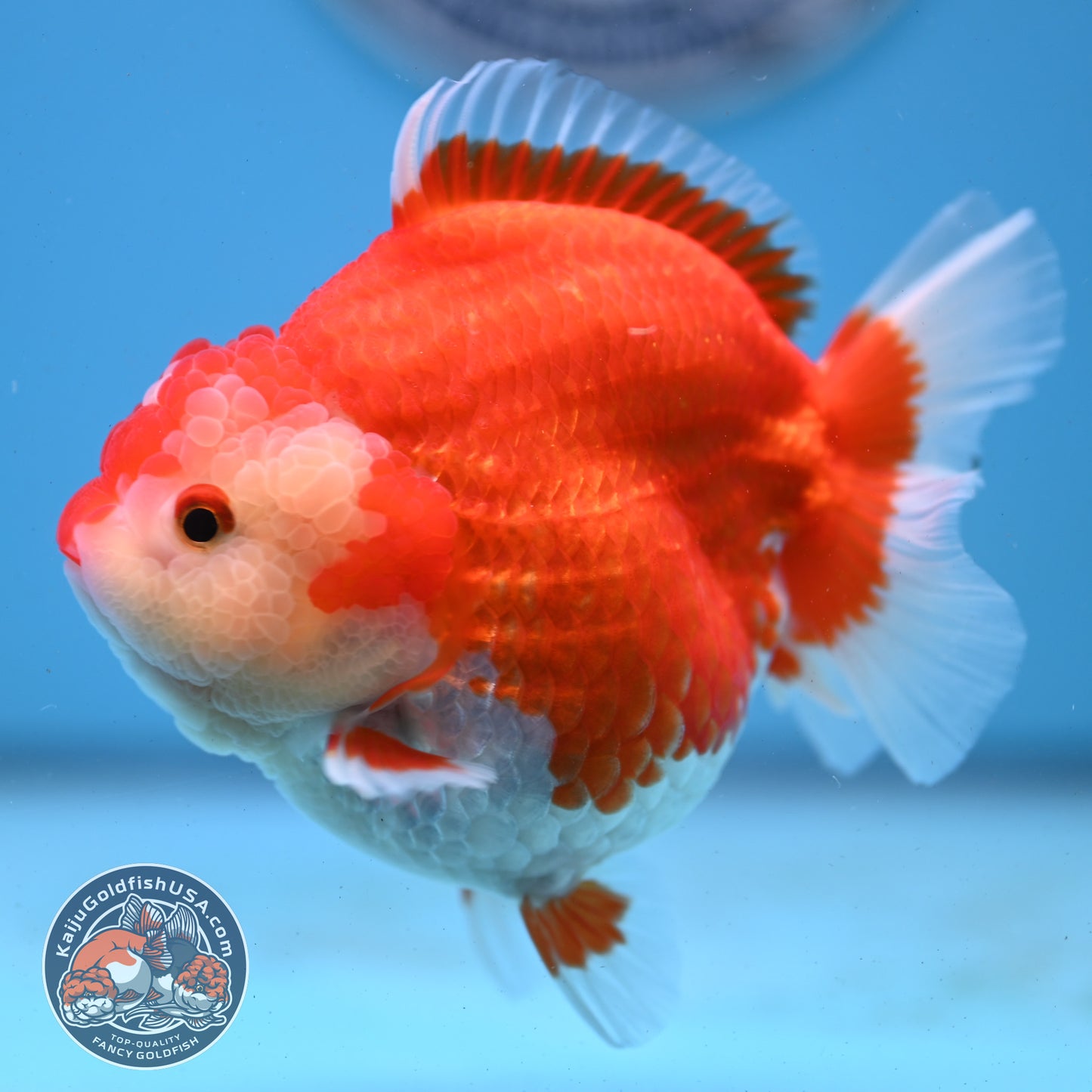 Red White YuanBao Oranda 4 inches Body (250509_OR03)