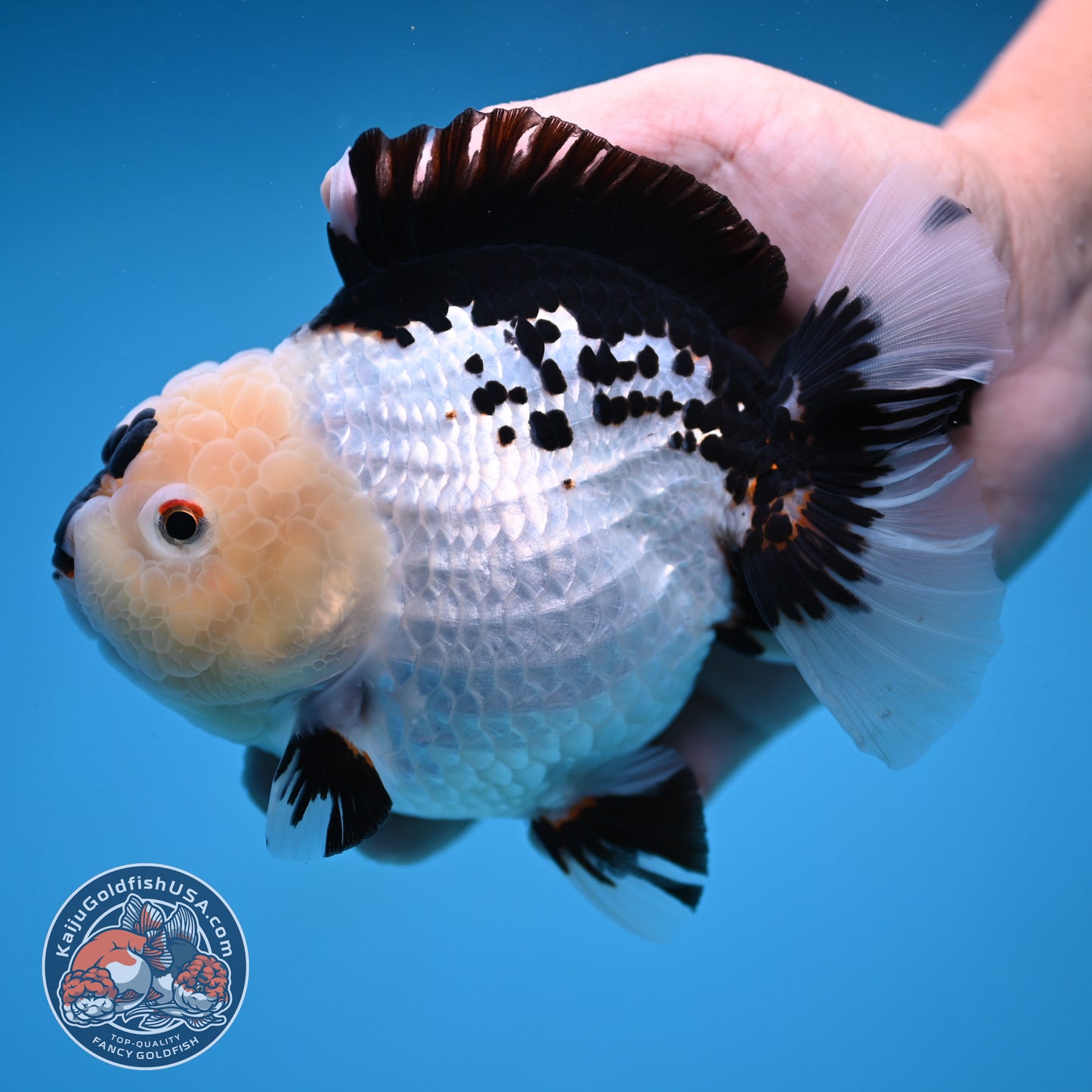Panda Oranda 4.5 inch Body (250912_OR03)