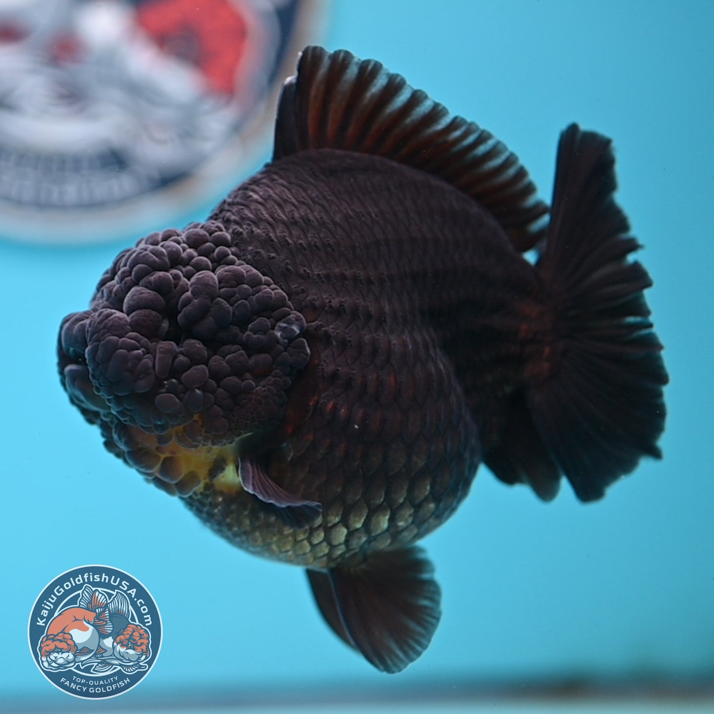 Black YuanBao Oranda 4.5 inches Body (250516_OR03)
