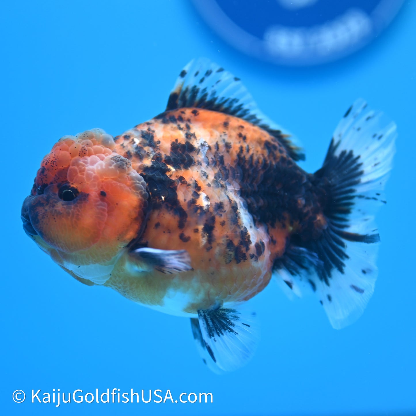 Shogun Godzilla Tiger Oranda 3.75in Body (240614_OR03) - Kaiju Goldfish USA
