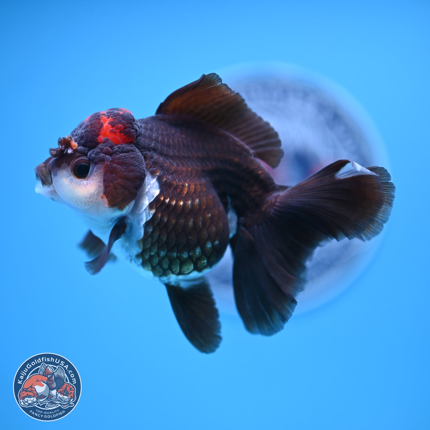 Tricolor Rose Tail Oranda 4.5 inches (241018_OR03) - Kaiju Goldfish USA