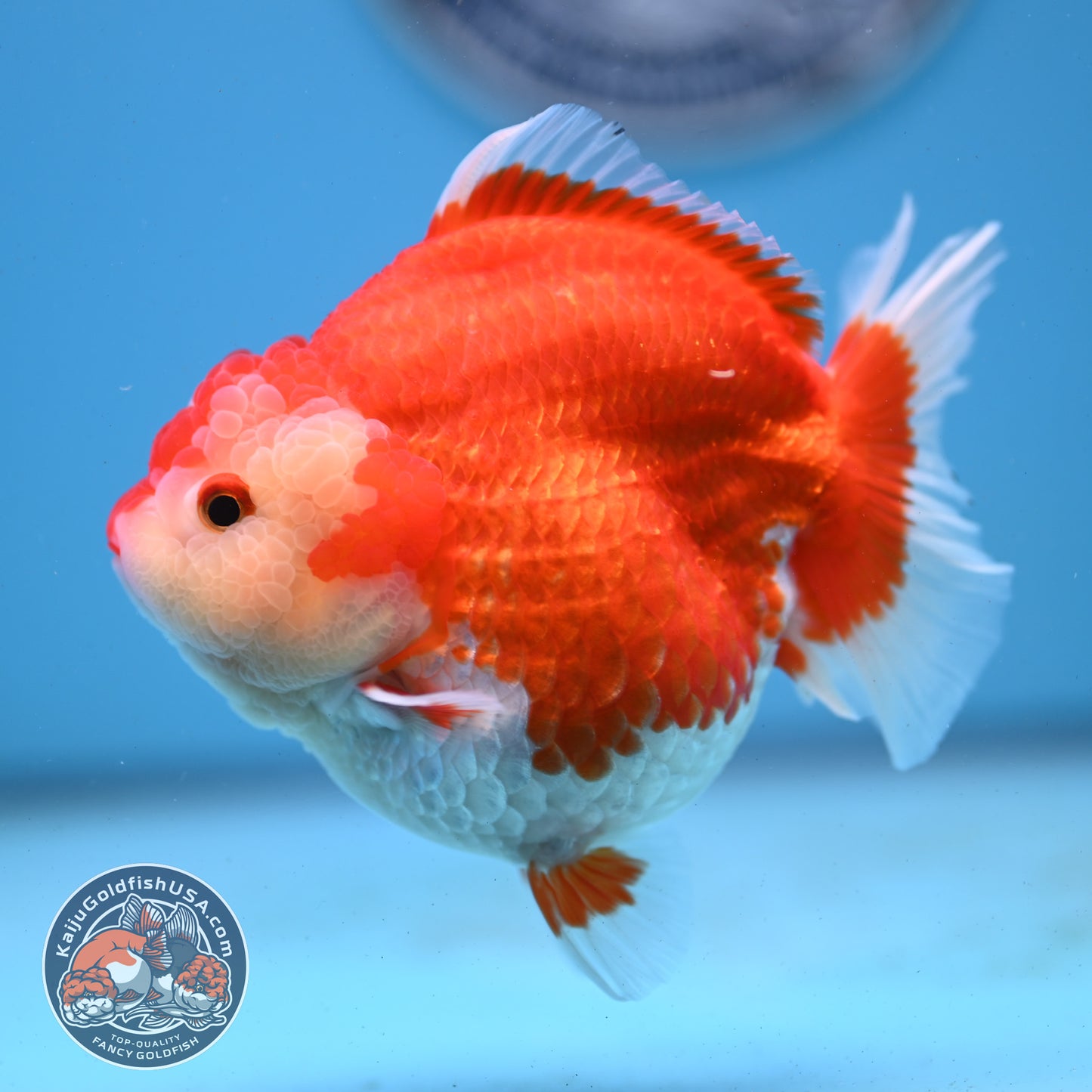Red White YuanBao Oranda 4 inches Body (250509_OR03)