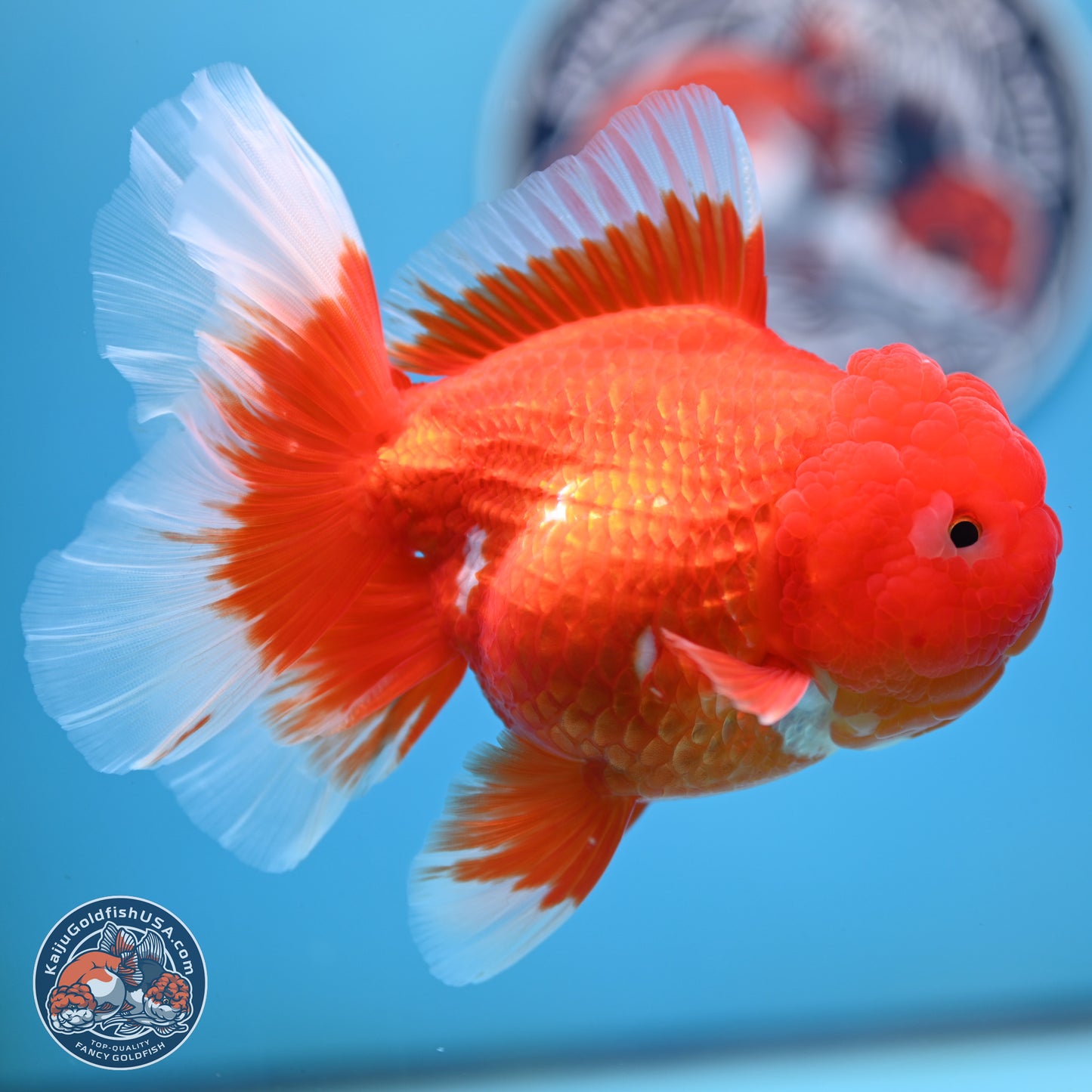 Red White Rose Tail Oranda 4.25 inches Body - Female (250221_OR03)