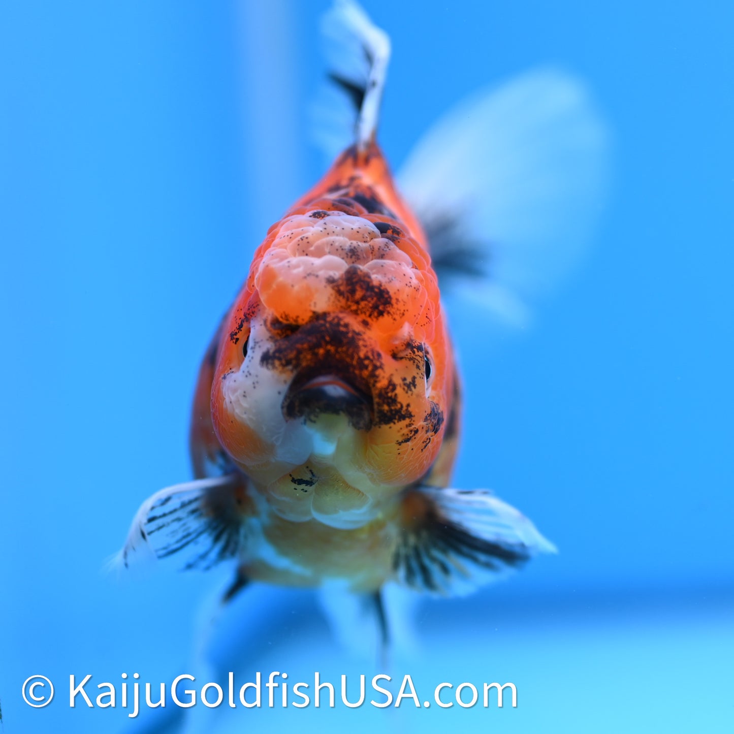 Tricolor Tiger Rose Tail Oranda 3.75in Body (240628_OR03) - Kaiju Goldfish USA