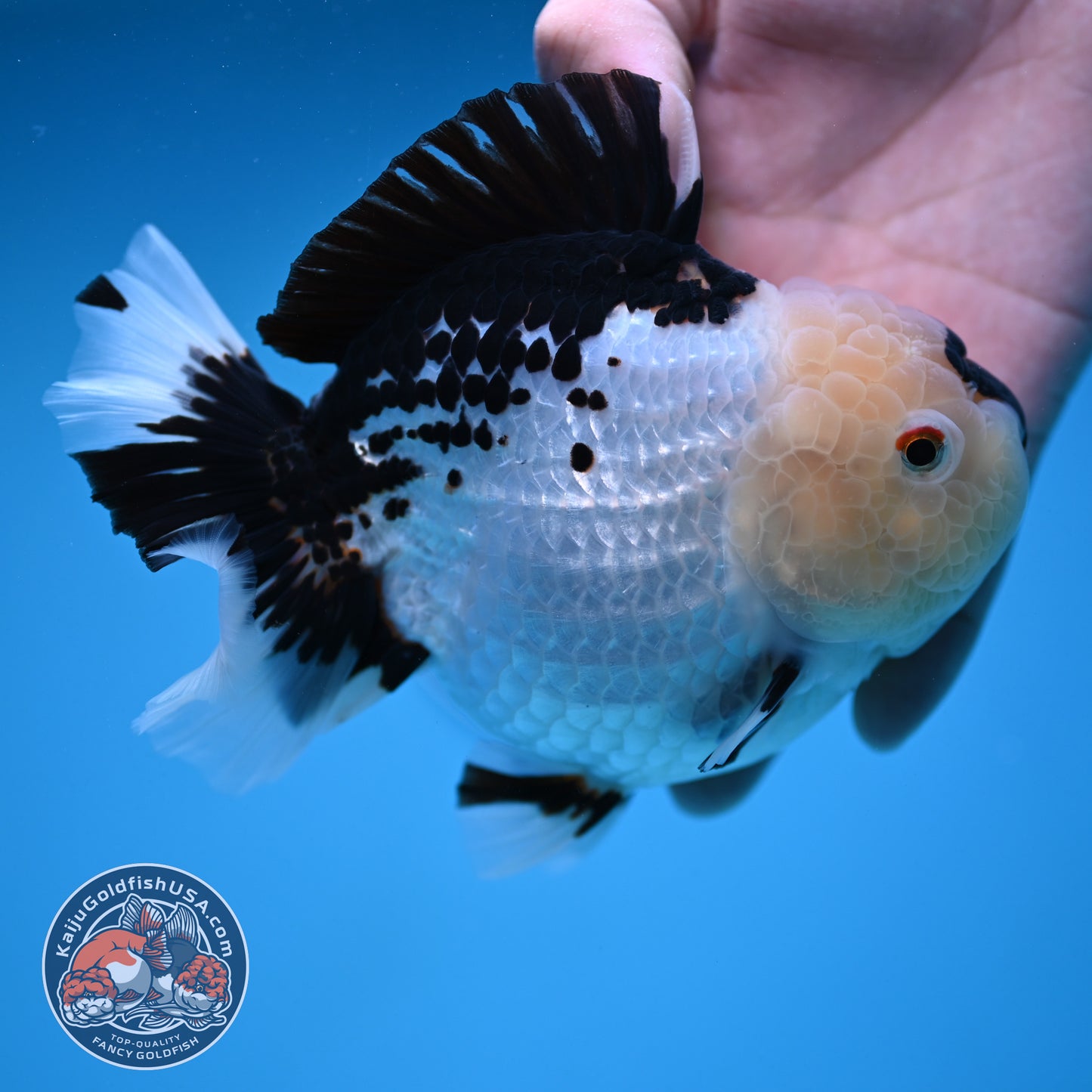 Panda Oranda 4.5 inch Body (250912_OR03)