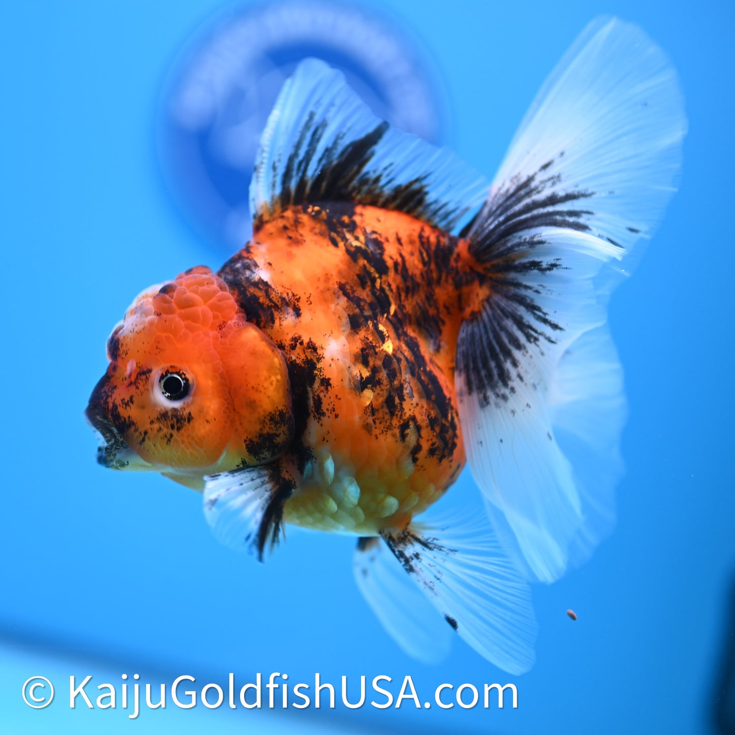 Tricolor Tiger Rose Tail Oranda 3.75in Body (240628_OR03) - Kaiju Goldfish USA