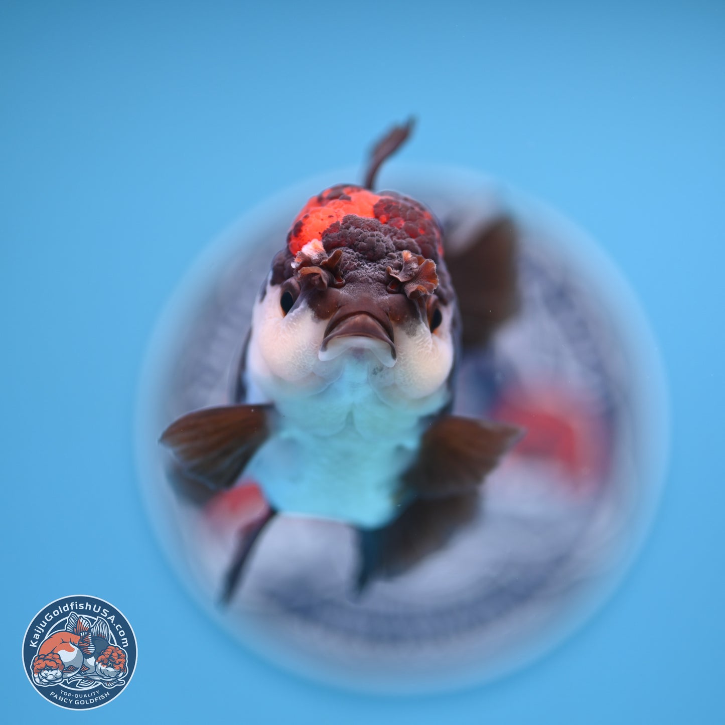 Tricolor Rose Tail Oranda 4.5 inches (241018_OR03) - Kaiju Goldfish USA