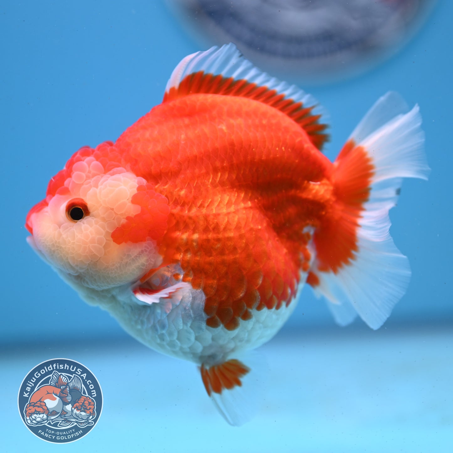 Red White YuanBao Oranda 4 inches Body (250509_OR03)