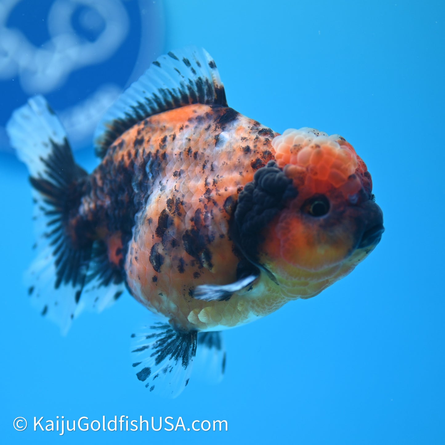Shogun Godzilla Tiger Oranda 3.75in Body (240614_OR03) - Kaiju Goldfish USA