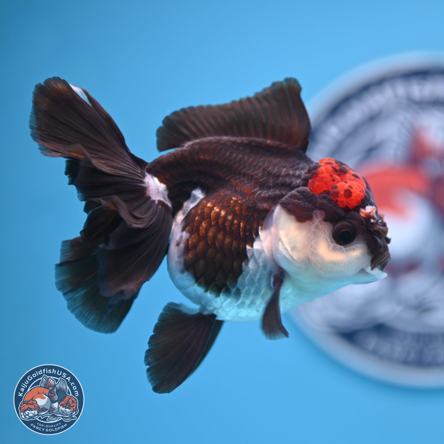 Tricolor Rose Tail Oranda 4.5 inches (241018_OR03) - Kaiju Goldfish USA