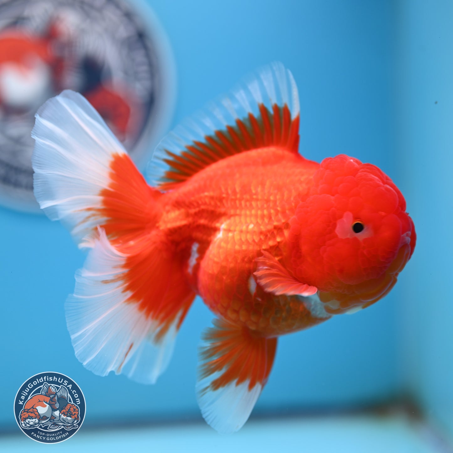 Red White Rose Tail Oranda 4.25 inches Body - Female (250221_OR03)