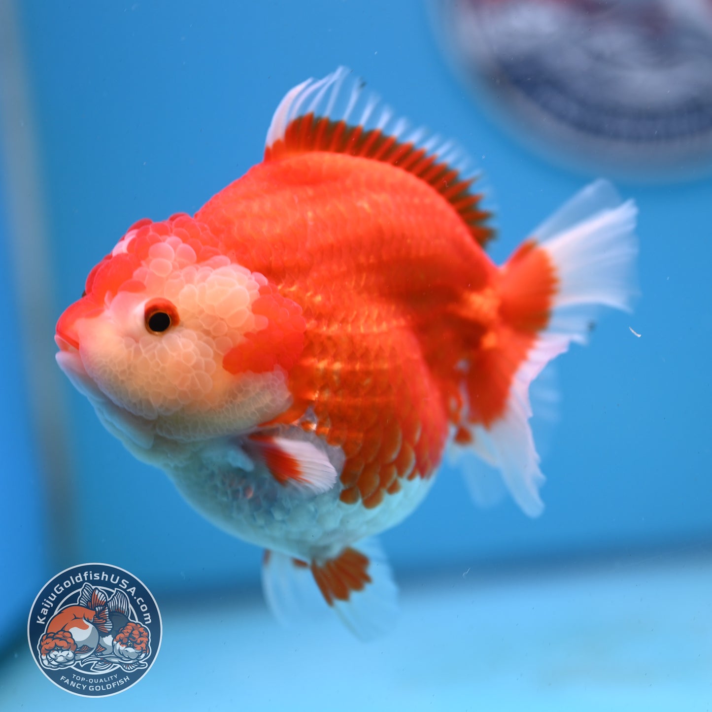 Red White YuanBao Oranda 4 inches Body (250509_OR03)