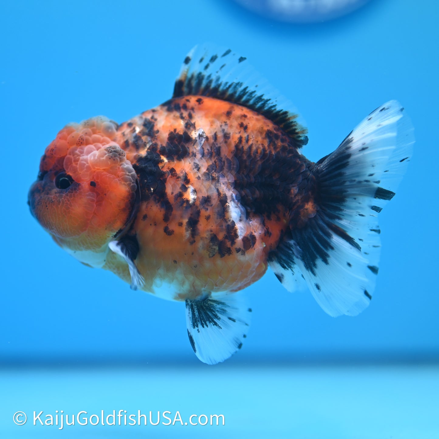 Shogun Godzilla Tiger Oranda 3.75in Body (240614_OR03) - Kaiju Goldfish USA
