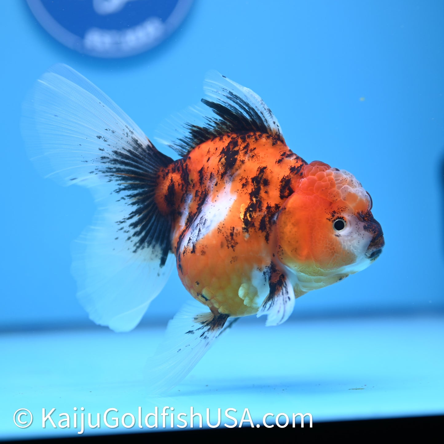 Tricolor Tiger Rose Tail Oranda 3.75in Body (240628_OR03) - Kaiju Goldfish USA