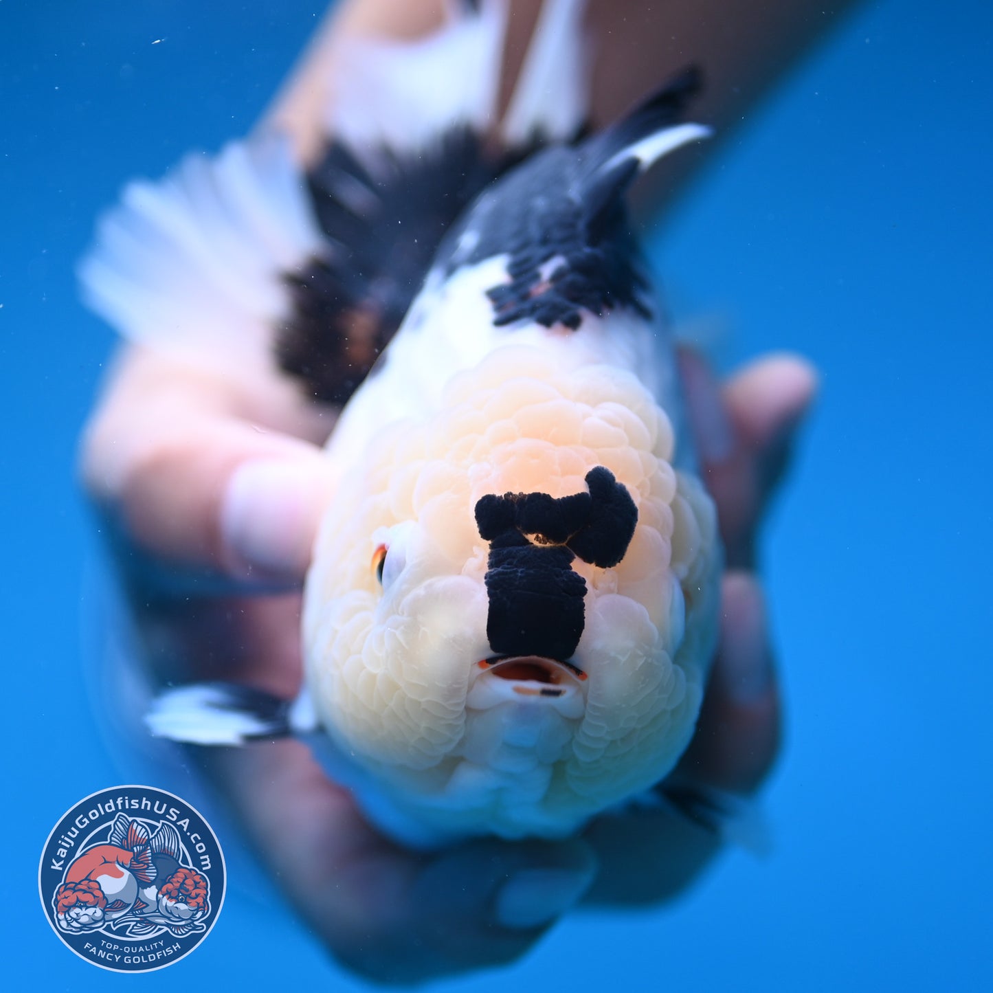 Panda Oranda 4.5 inch Body (250912_OR03)