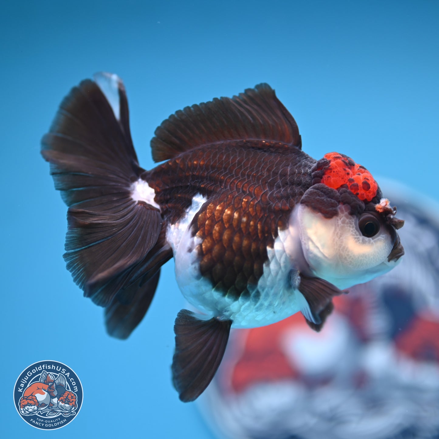 Tricolor Rose Tail Oranda 4.5 inches (241018_OR03) - Kaiju Goldfish USA