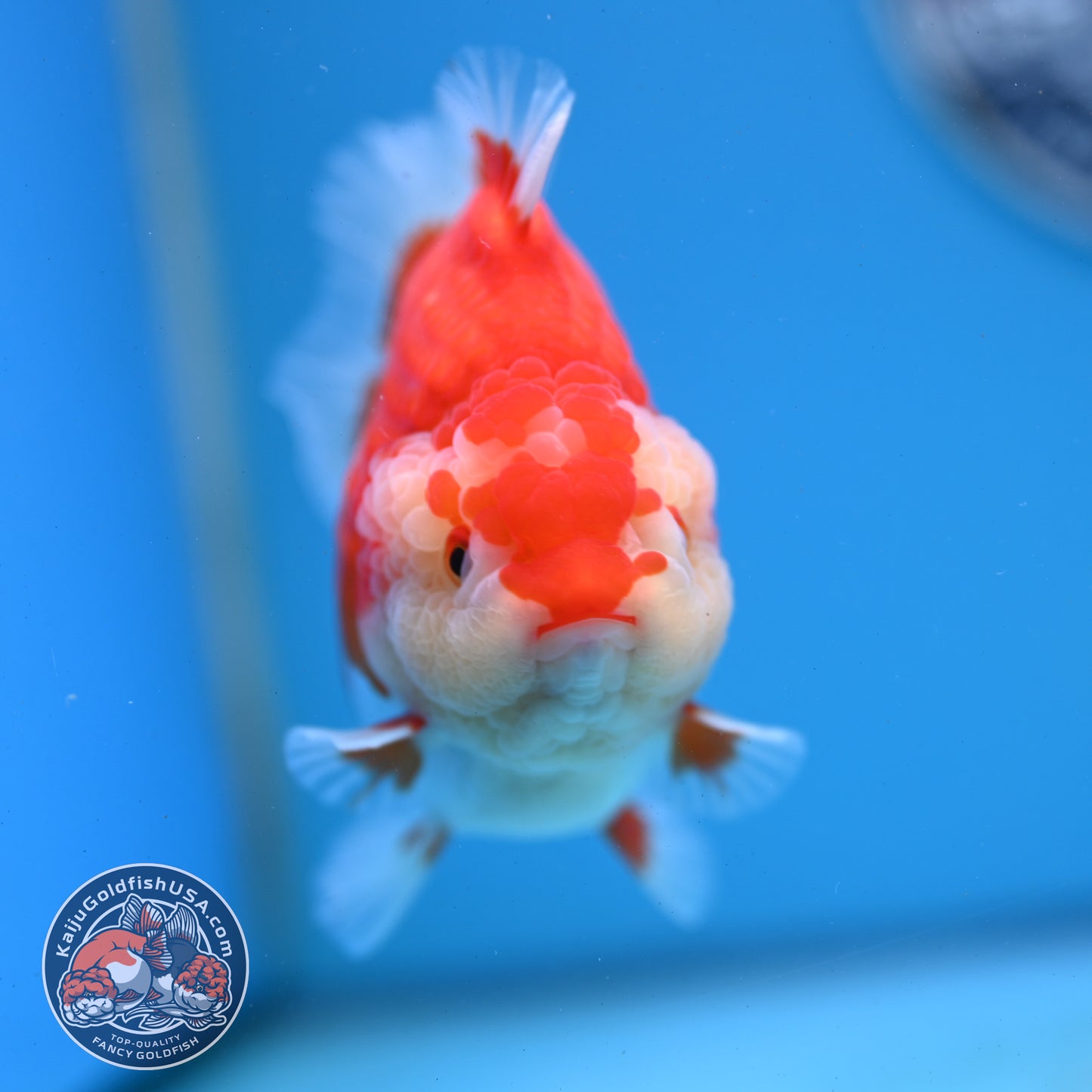 Red White YuanBao Oranda 4 inches Body (250509_OR03)